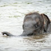Słonie nie umieją skakać. Za to doskonale pływają! Na zdjęciu pływający słoń w rzece.