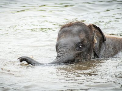 Słonie nie umieją skakać. Za to doskonale pływają! Na zdjęciu pływający słoń w rzece.