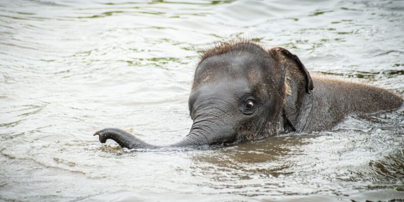 Słonie nie umieją skakać. Za to doskonale pływają! Na zdjęciu pływający słoń w rzece.