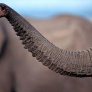 Trąba słonia jest niesamowita! NA zdjęciu trąba słonia podczas wydawania dźwięku.