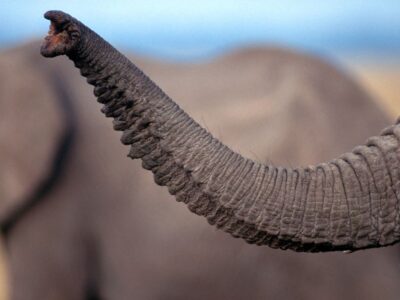 Trąba słonia jest niesamowita! NA zdjęciu trąba słonia podczas wydawania dźwięku.