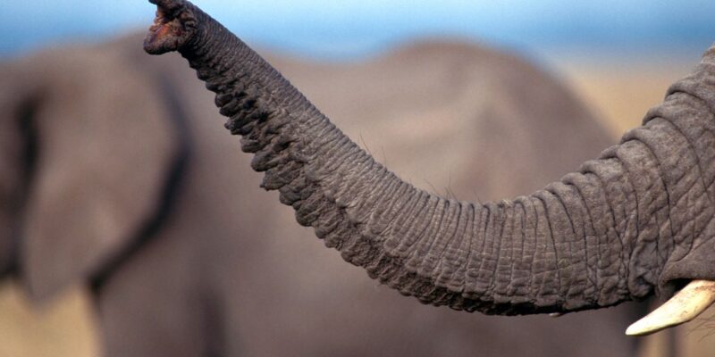 Trąba słonia jest niesamowita! NA zdjęciu trąba słonia podczas wydawania dźwięku.