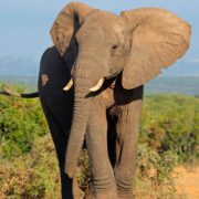 Dlaczego słonie wachlują uszami? To ciekawe! Na zdjęciu słoń z uszami.