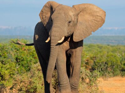 Dlaczego słonie wachlują uszami? To ciekawe! Na zdjęciu słoń z uszami.