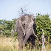 Widziałeś, jak słoń obsypuje grzbiet ziemią? Ma powody. NA zdjęciu taka właśnie scena