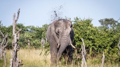 Widziałeś, jak słoń obsypuje grzbiet ziemią? Ma powody. NA zdjęciu taka właśnie scena