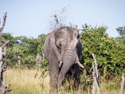 Widziałeś, jak słoń obsypuje grzbiet ziemią? Ma powody. NA zdjęciu taka właśnie scena