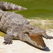 Czy kiedykolwiek widziałeś język krokodyla? On nie potrafi go wystawić!