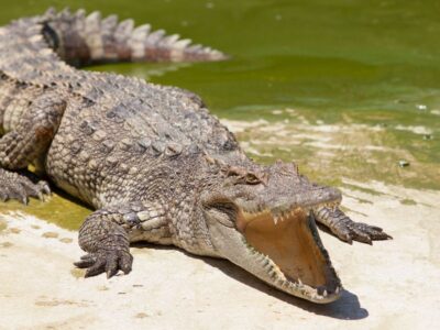 Czy kiedykolwiek widziałeś język krokodyla? On nie potrafi go wystawić!